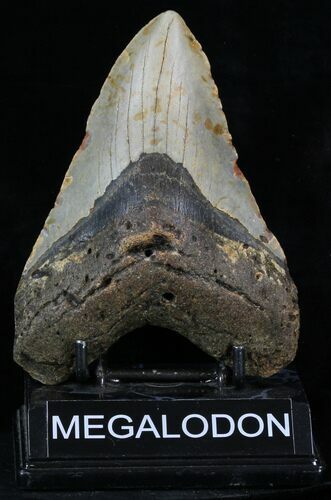 Large Megalodon Tooth - North Carolina #32824